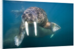 Walrus Swimming Underwater Near Tiholmane Island by Anonymous