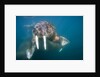 Walrus Swimming Underwater Near Tiholmane Island by Anonymous