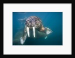 Walrus Swimming Underwater Near Tiholmane Island by Anonymous