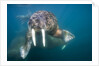 Walrus Swimming Underwater Near Tiholmane Island by Anonymous