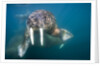 Walrus Swimming Underwater Near Tiholmane Island by Anonymous