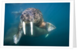 Walrus Swimming Underwater Near Tiholmane Island by Anonymous