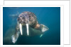 Walrus Swimming Underwater Near Tiholmane Island by Anonymous