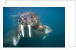 Walrus Swimming Underwater Near Tiholmane Island by Anonymous