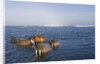 Walrus Swimming Off Shore at Tiholmane Island by Anonymous
