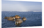 Walrus Swimming Off Shore at Tiholmane Island by Anonymous