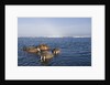 Walrus Swimming Off Shore at Tiholmane Island by Anonymous