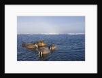 Walrus Swimming Off Shore at Tiholmane Island by Anonymous