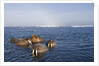 Walrus Swimming Off Shore at Tiholmane Island by Anonymous