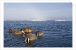 Walrus Swimming Off Shore at Tiholmane Island by Anonymous