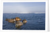 Walrus Swimming Off Shore at Tiholmane Island by Anonymous