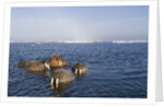 Walrus Swimming Off Shore at Tiholmane Island by Anonymous