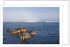 Walrus Swimming Off Shore at Tiholmane Island by Anonymous