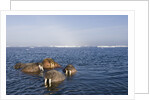 Walrus Swimming Off Shore at Tiholmane Island by Anonymous