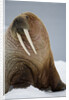 Walrus Resting on Iceberg in Bjornbukta Bay by Anonymous