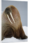 Walrus Resting on Iceberg in Bjornbukta Bay by Anonymous