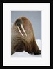 Walrus Resting on Iceberg in Bjornbukta Bay by Anonymous