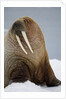 Walrus Resting on Iceberg in Bjornbukta Bay by Anonymous