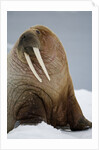 Walrus Resting on Iceberg in Bjornbukta Bay by Anonymous