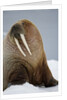 Walrus Resting on Iceberg in Bjornbukta Bay by Anonymous