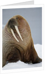 Walrus Resting on Iceberg in Bjornbukta Bay by Anonymous