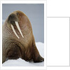 Walrus Resting on Iceberg in Bjornbukta Bay by Anonymous