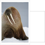 Walrus Resting on Iceberg in Bjornbukta Bay by Anonymous