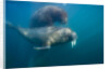 Walrus Swimming Underwater Near Tiholmane Island by Anonymous