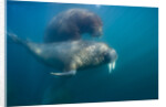 Walrus Swimming Underwater Near Tiholmane Island by Anonymous