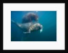 Walrus Swimming Underwater Near Tiholmane Island by Anonymous