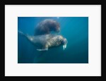 Walrus Swimming Underwater Near Tiholmane Island by Anonymous