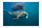 Walrus Swimming Underwater Near Tiholmane Island by Anonymous