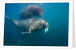 Walrus Swimming Underwater Near Tiholmane Island by Anonymous
