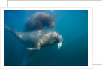 Walrus Swimming Underwater Near Tiholmane Island by Anonymous