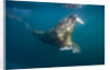Walrus Swimming Underwater Near Tiholmane Island by Anonymous