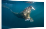 Walrus Swimming Underwater Near Tiholmane Island by Anonymous