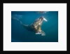 Walrus Swimming Underwater Near Tiholmane Island by Anonymous