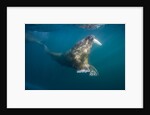 Walrus Swimming Underwater Near Tiholmane Island by Anonymous