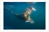 Walrus Swimming Underwater Near Tiholmane Island by Anonymous