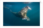 Walrus Swimming Underwater Near Tiholmane Island by Anonymous