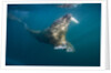 Walrus Swimming Underwater Near Tiholmane Island by Anonymous