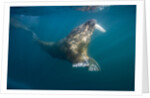 Walrus Swimming Underwater Near Tiholmane Island by Anonymous
