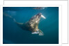 Walrus Swimming Underwater Near Tiholmane Island by Anonymous