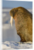 Walrus on Iceberg Near Kapp Lee in Midnight Sun by Anonymous