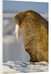 Walrus on Iceberg Near Kapp Lee in Midnight Sun by Anonymous
