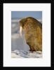 Walrus on Iceberg Near Kapp Lee in Midnight Sun by Anonymous