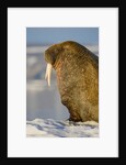 Walrus on Iceberg Near Kapp Lee in Midnight Sun by Anonymous