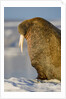 Walrus on Iceberg Near Kapp Lee in Midnight Sun by Anonymous