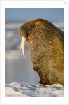 Walrus on Iceberg Near Kapp Lee in Midnight Sun by Anonymous
