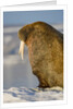 Walrus on Iceberg Near Kapp Lee in Midnight Sun by Anonymous